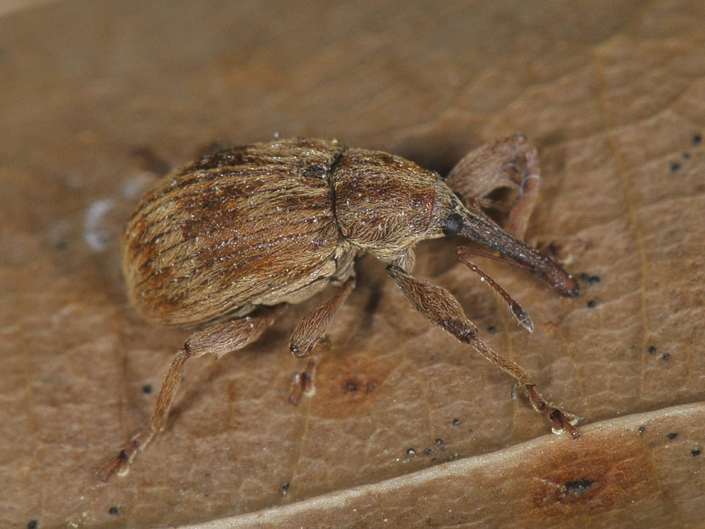 Anthonomus rectirostris - (Curculionidae)